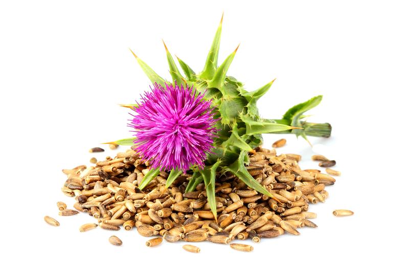 A picture of a milk-thistle flower and stalk, that is sitting on a small bed of seeds.