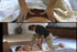 Clinical Shiatsu DVD - Spa & Bodywork Market