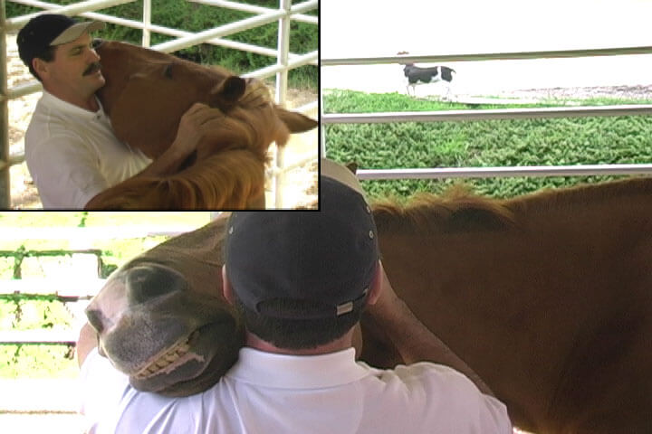 Real Bodywork Equine Massage The Masterson Method For Horses Video on DVD & Streaming Version