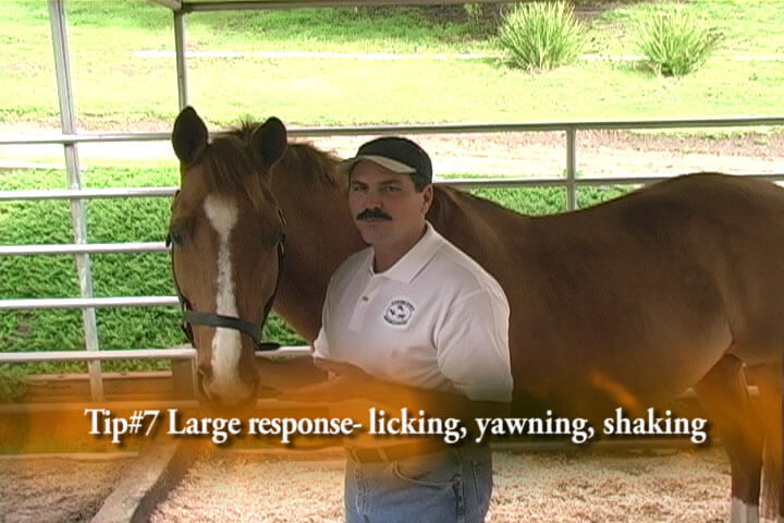 Real Bodywork Equine Massage The Masterson Method For Horses Video on DVD & Streaming Version