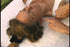 Real Bodywork Polarity Therapy Energy Healing 2 Video Set on DVD & Streaming Version