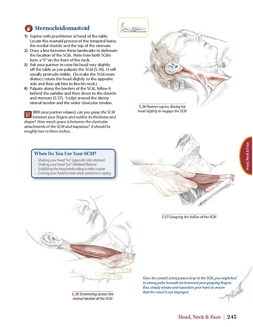 Trail Guide to the Body - 5th Edition - Spa & Bodywork Market