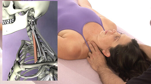 Structural Massage 2 DVD Video Set & Streaming Version - Real Bodywork