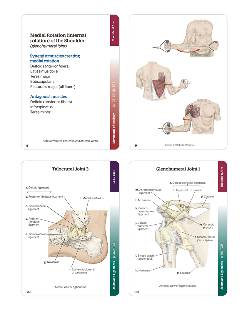Trail Guide to the Body Flashcards Volume 1, 7th edition - Skeletal System