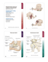 Trail Guide to the Body Flashcards Volume 1, 7th edition - Skeletal System