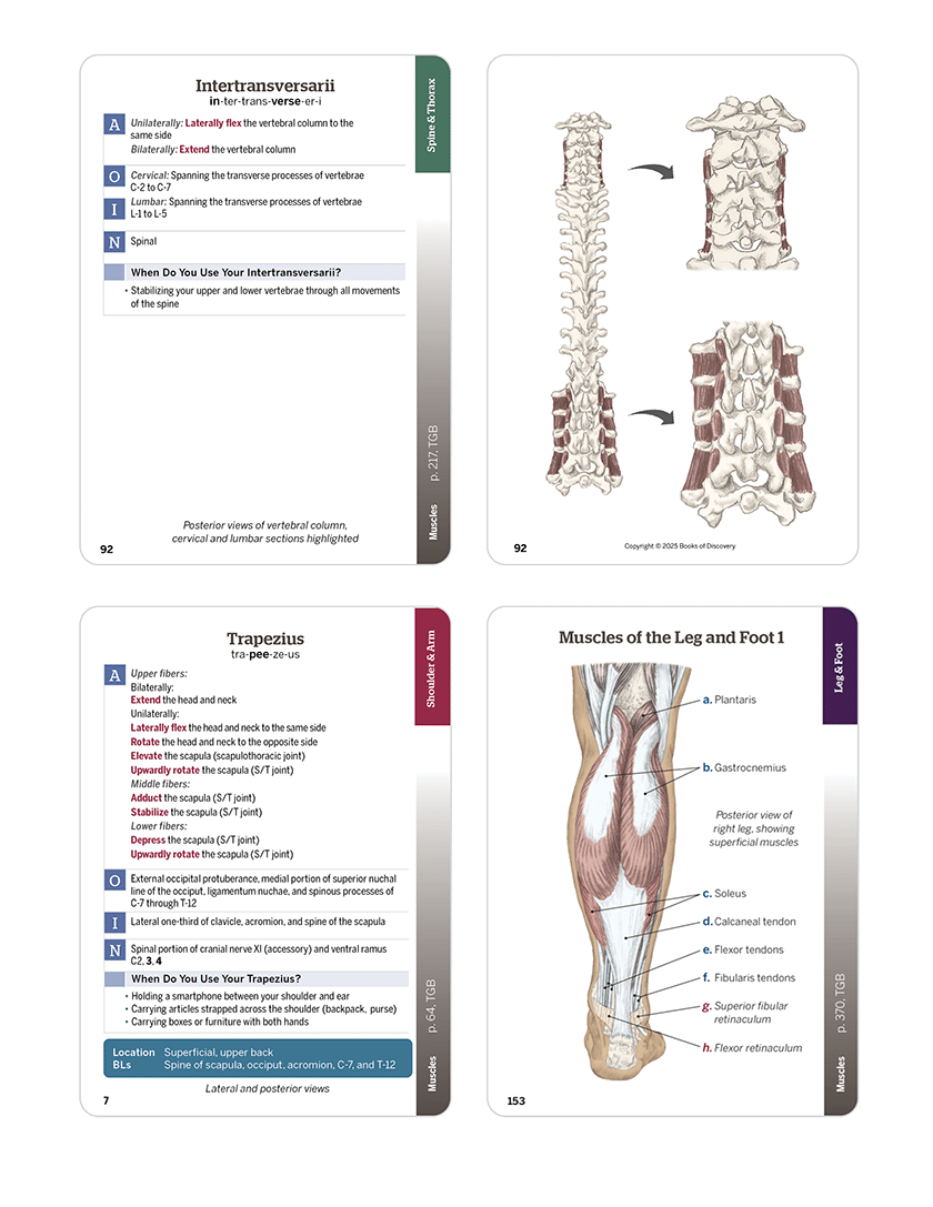 Trail Guide to the Body Flashcards Vol 2, 7th edition - Muscular System