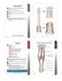 Trail Guide to the Body Flashcards Vol 2, 7th edition - Muscular System